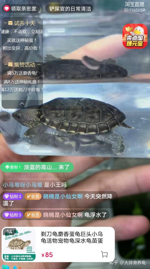 如何提高龟龟的战斗力?