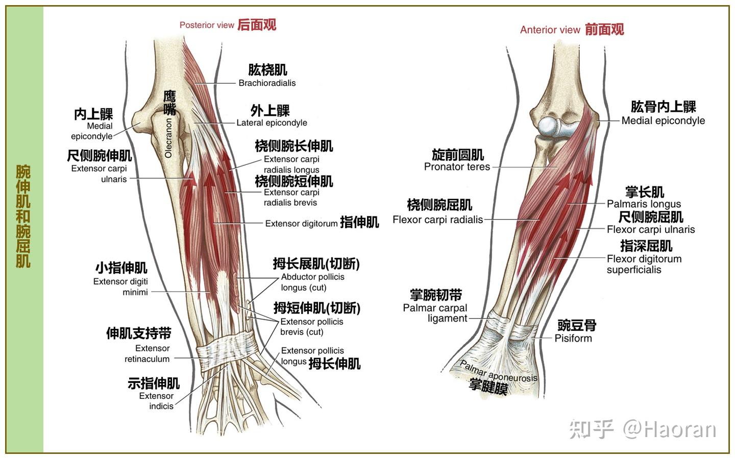 科学运动笔记（八）：腕关节、手与小臂力量- 知乎
