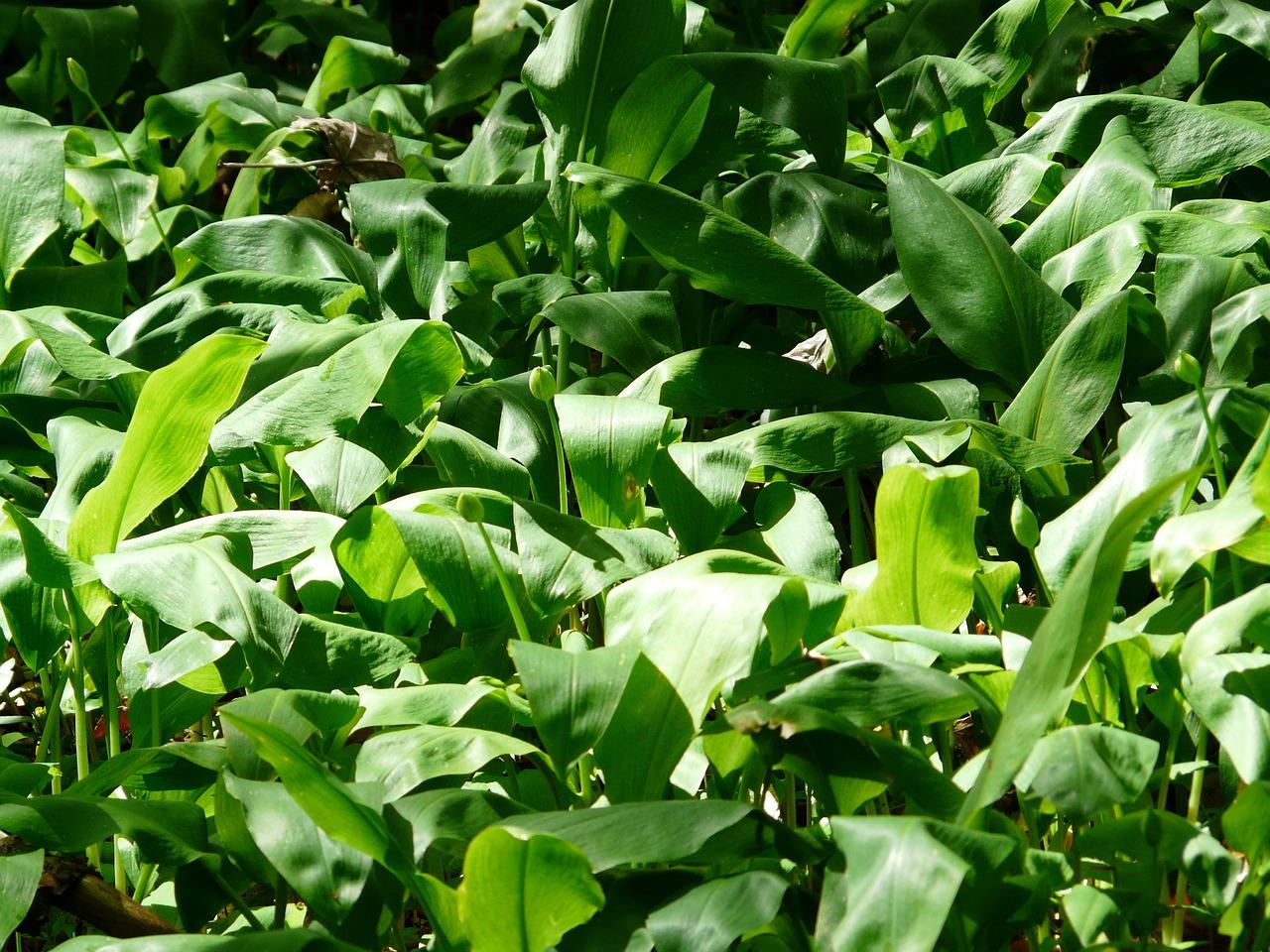 大蒜叶子发红怎么处理