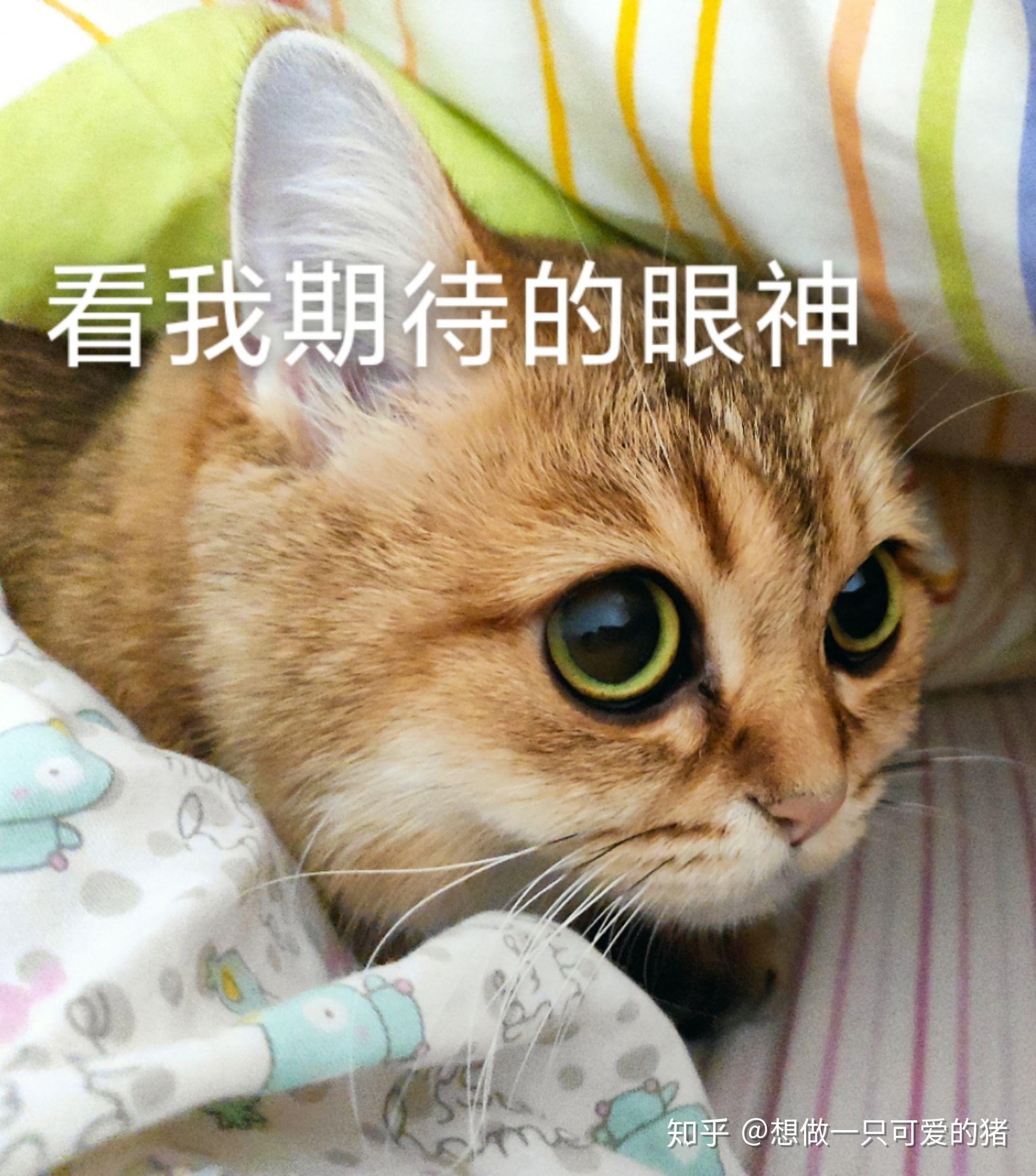 猫真的会被打服吗