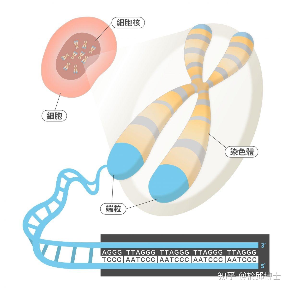 为什么端粒在细胞分裂过程中会逐渐缩短？ - 知乎