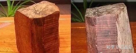 黄花梨树多少钱一颗