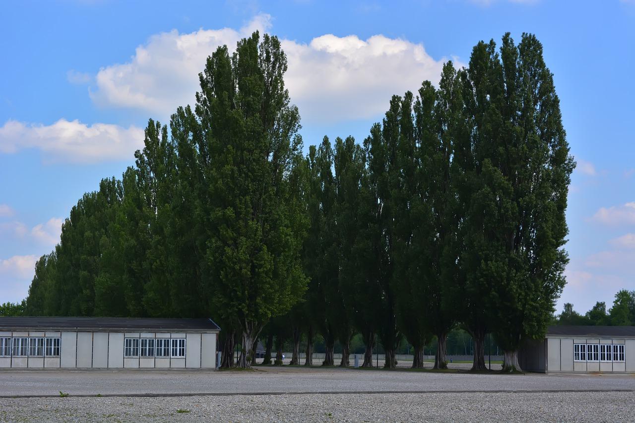 5. 杨树经济价值