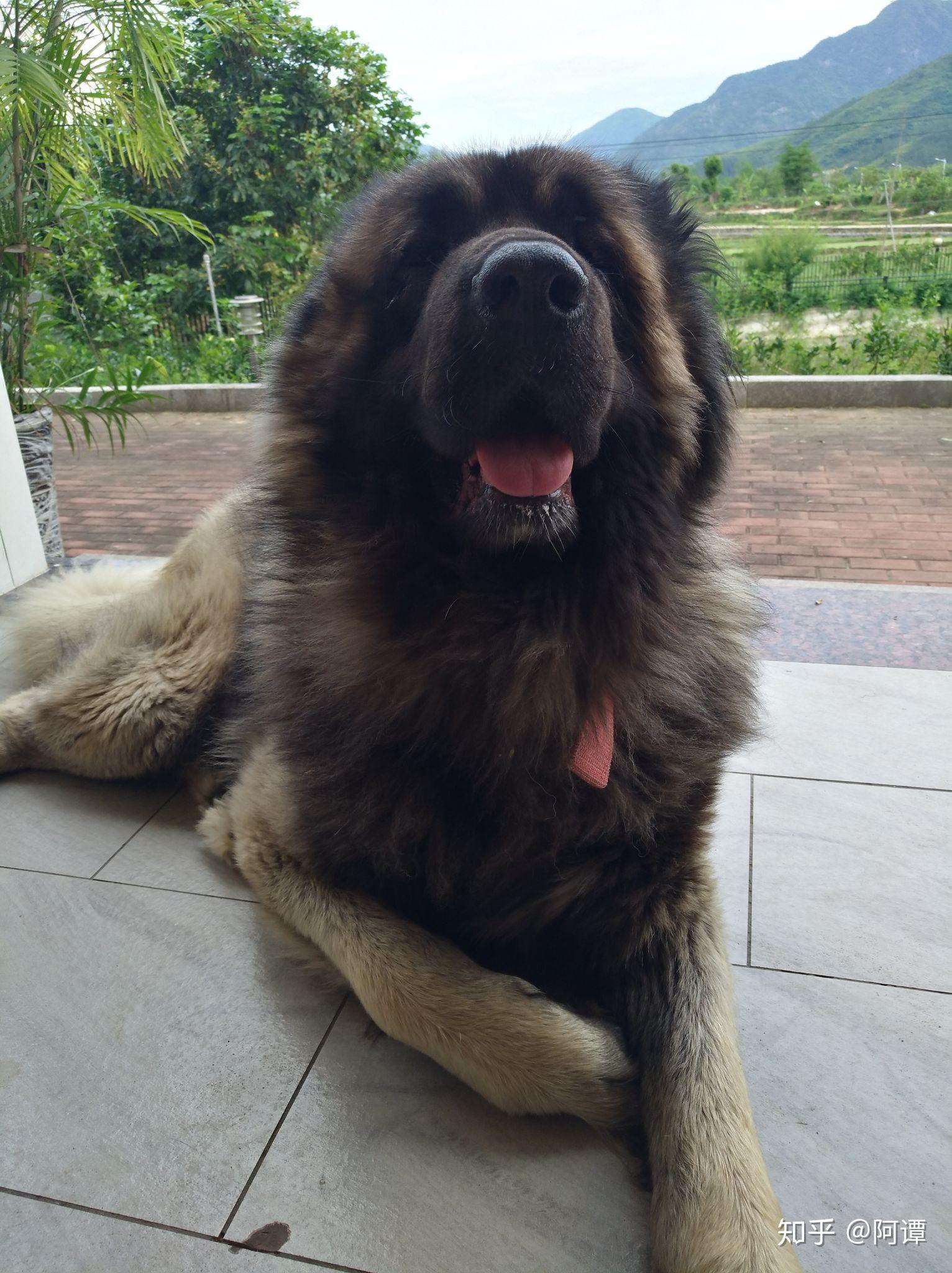 养高加索犬是一种什么体验? - 知乎