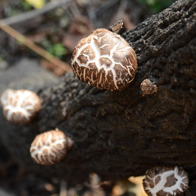你们吃过大山深处的野生花菇吗?
