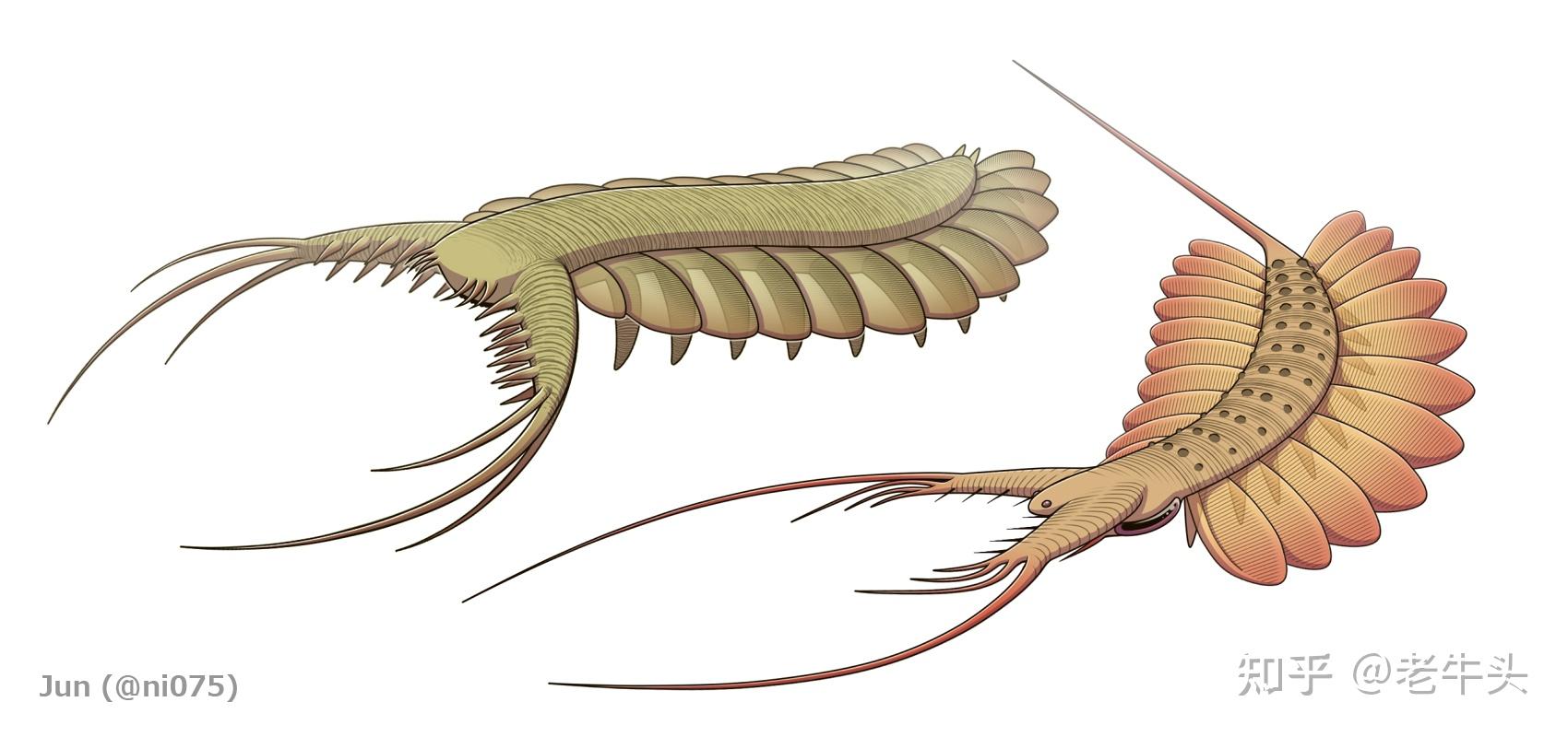 节肢动物,恐虾纲,异虫纲三者之间的演化关系是怎样的? - 知乎