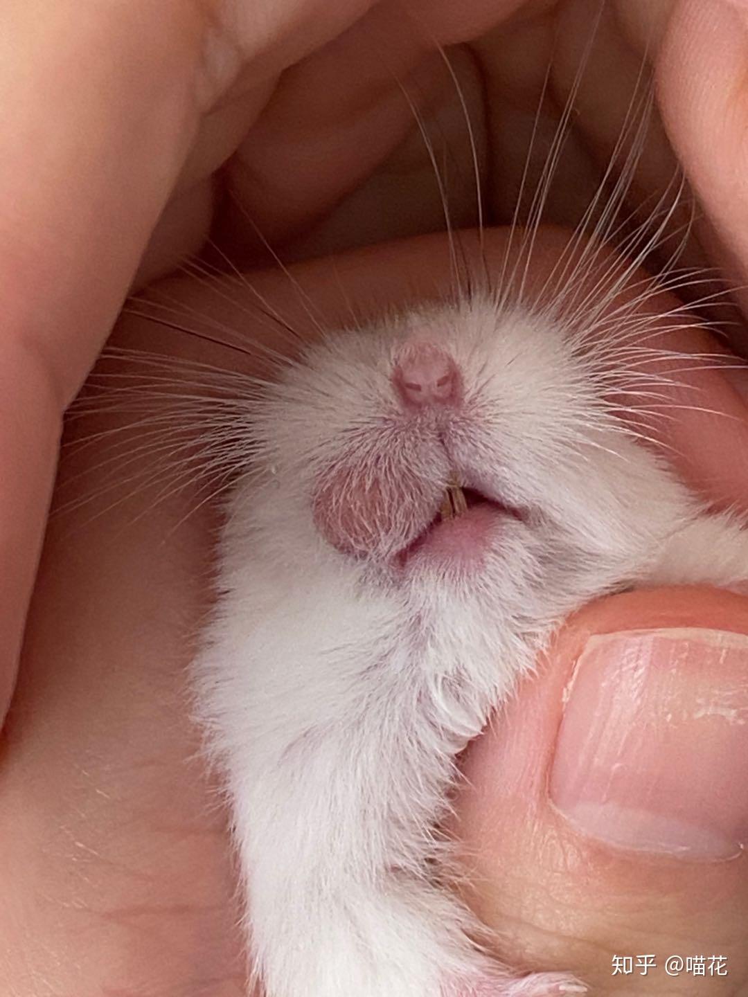 仓鼠嘴边长了一个啥?好像肿了一样?