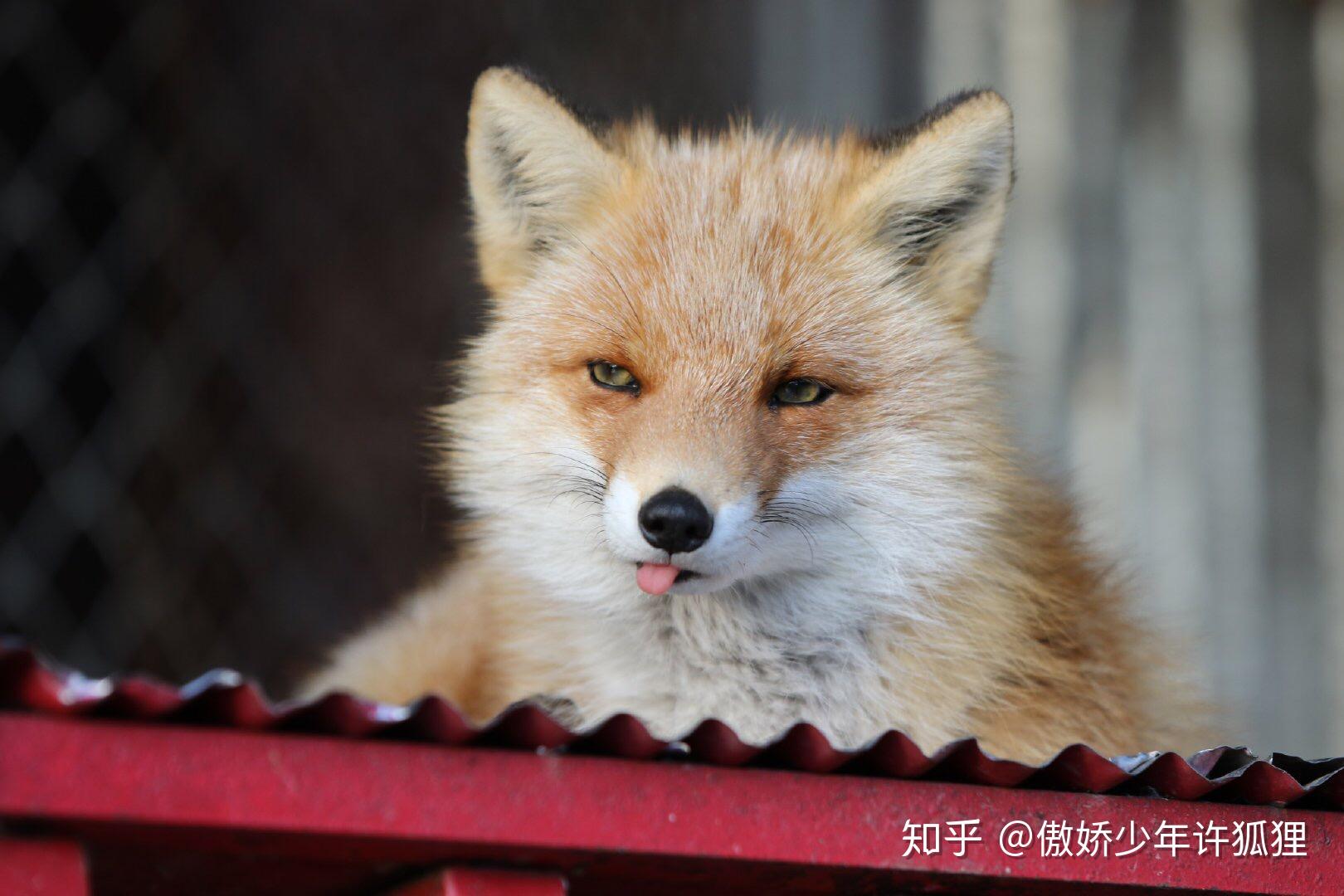 狐狸的颜值有多高