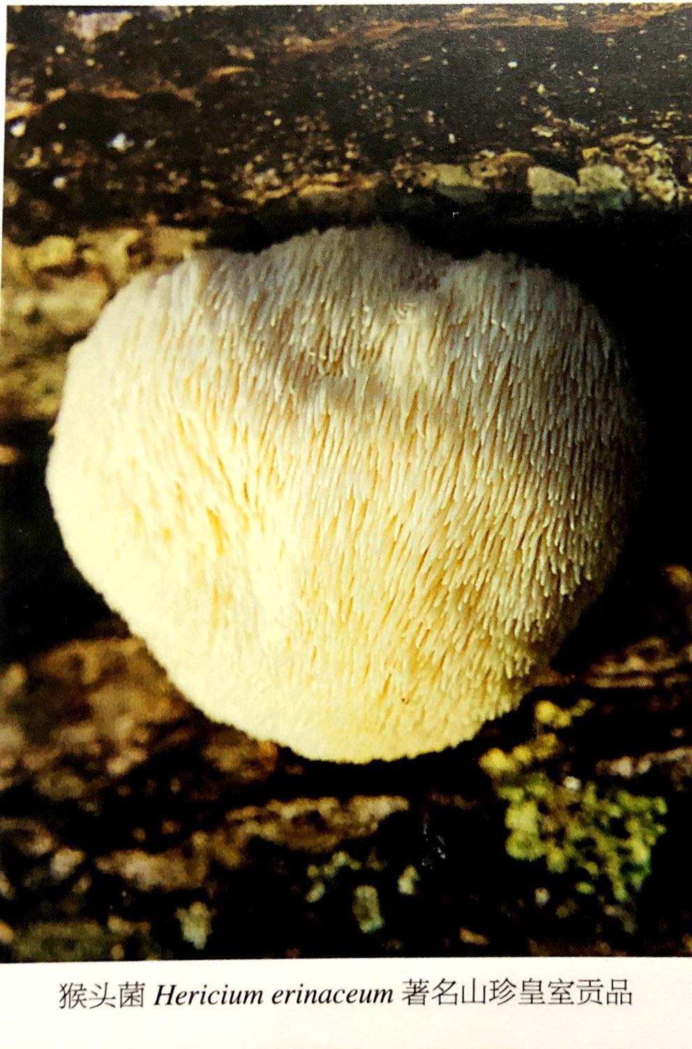 菌物疗法科普之中国药用真菌学研究成果 - 知乎