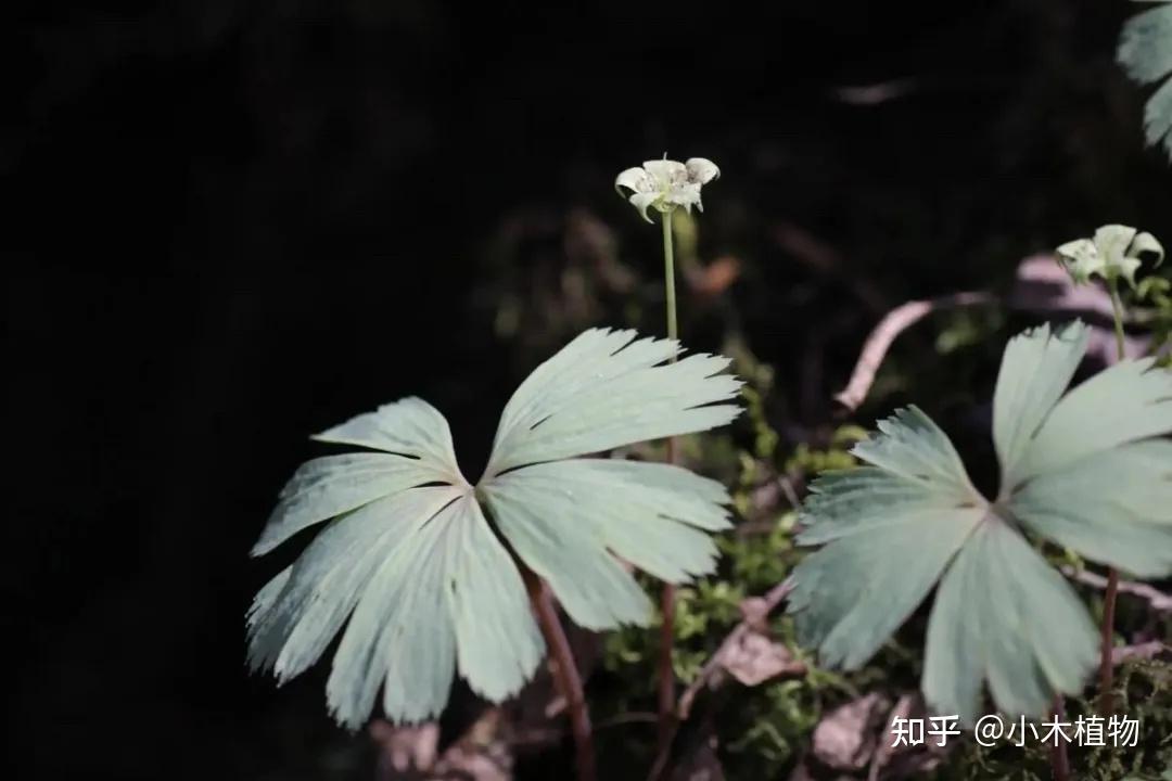 世界上“最孤独的草”——独叶草 - 知乎
