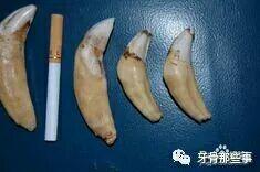 如何区分狼牙和狗牙与其他兽牙 - 知乎