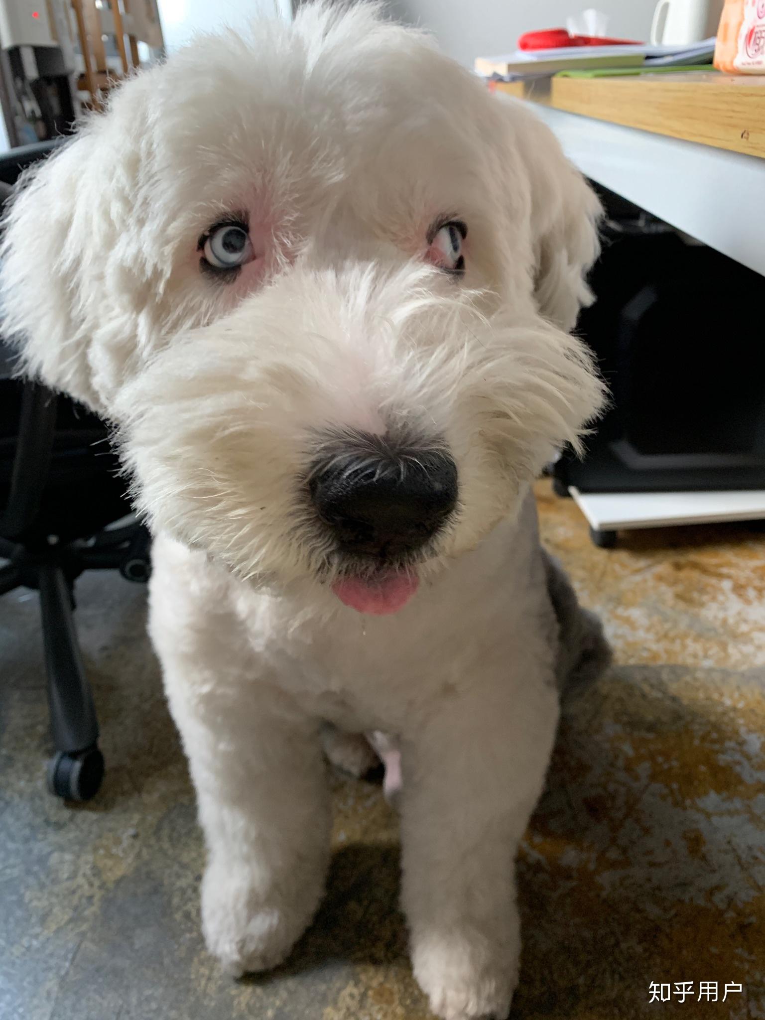 多乐士广告里的那条狗叫什么名字