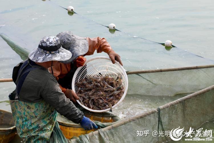 潜力无限：罗氏沼虾混养模式盘点 - 知乎