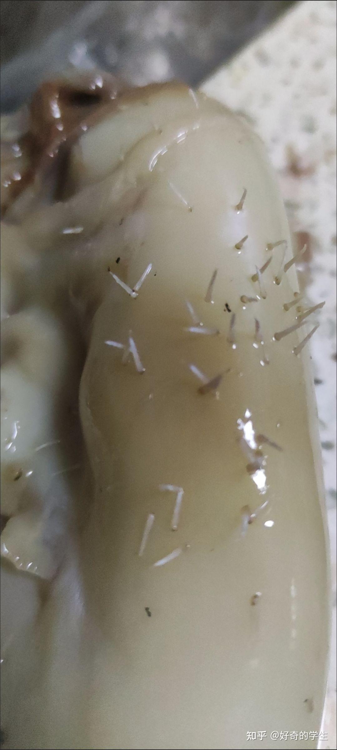 鱿鱼里面有白色像小刺一样的东西还能吃吗