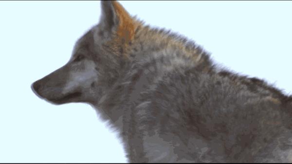 感动千万网友的故事再刷屏:她养大一匹狼,送它重返狼群_https://www.izongheng.net_快讯_第19张