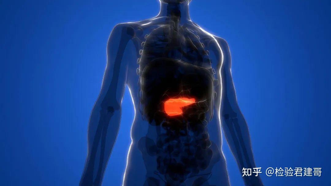 胰腺，一个病了会把自己“吃掉”的器官 - 知乎
