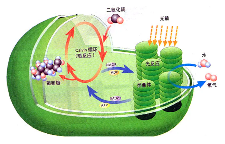 高中生物必修一•光合作用与能量转化（二） - 知乎