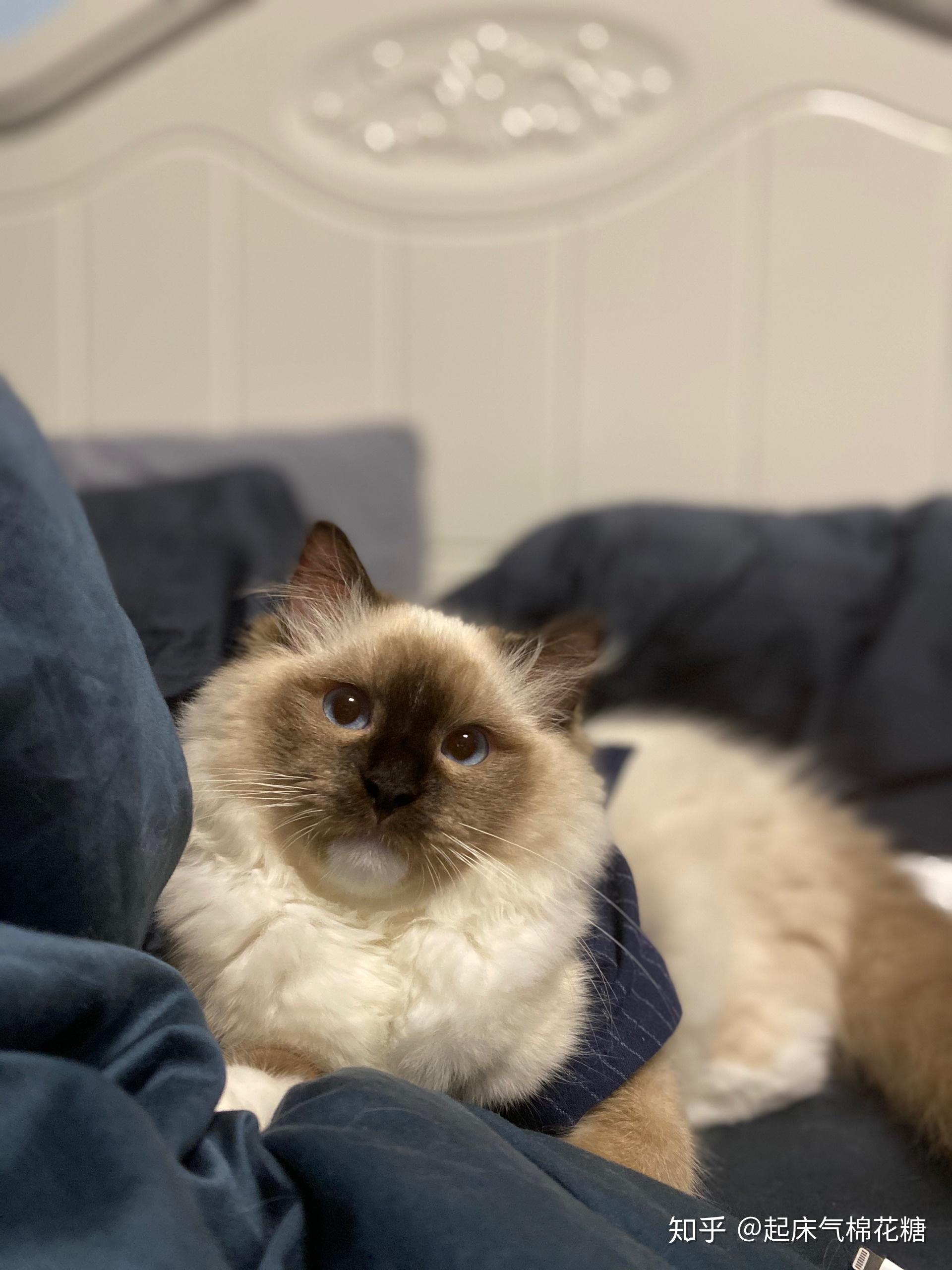 重点色布偶挖煤工黑脸到底有多可爱