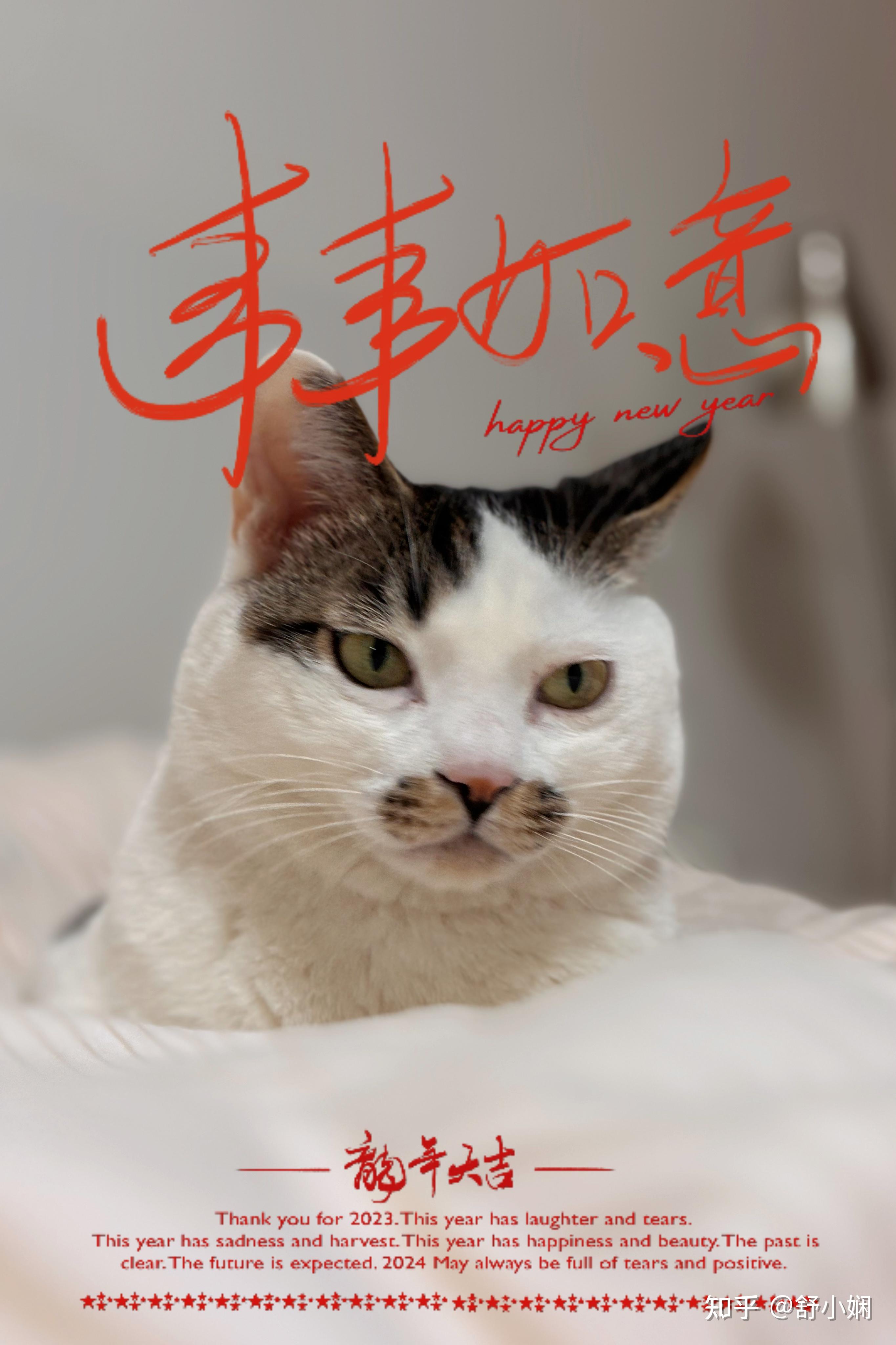 求懂猫的大佬帮我看看我家这个是啥品种？ - 知乎