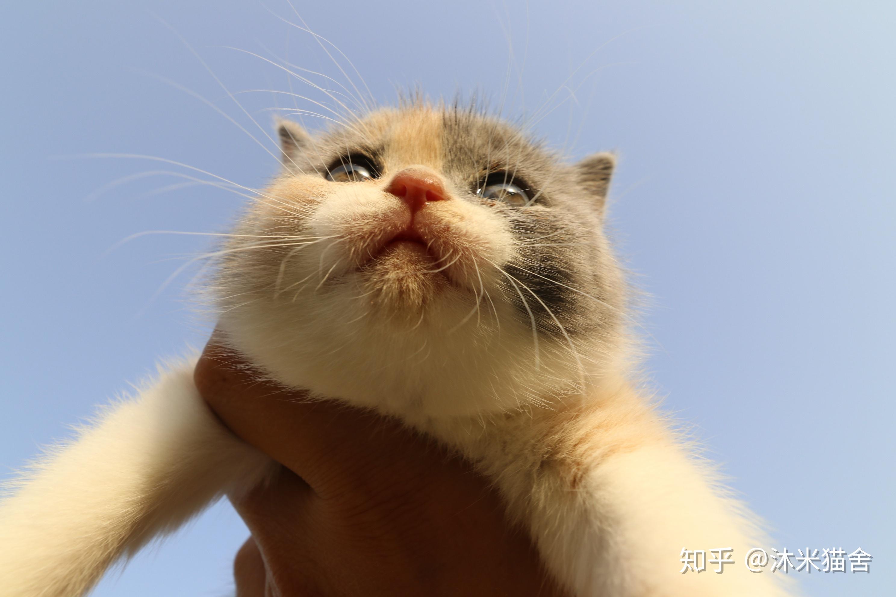在农村开猫舍可以吗? - 知乎