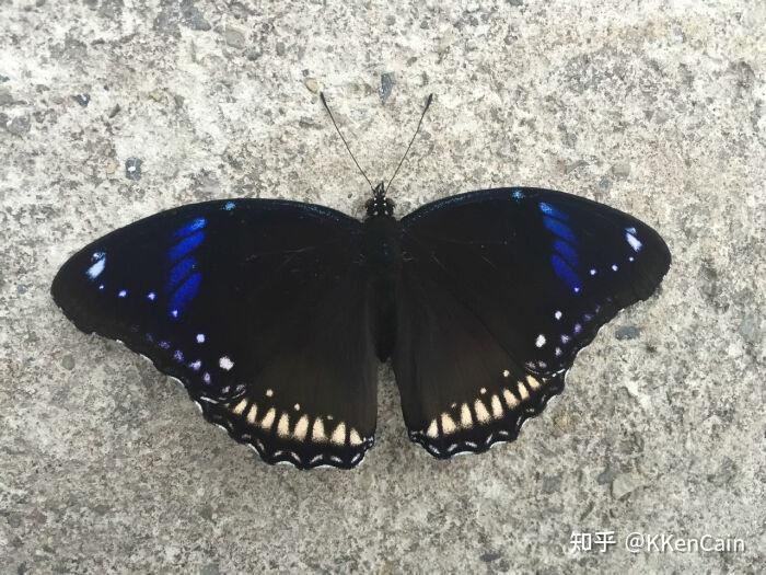 顶角有点蓝有些白色斑地点是南昌时间是6月有人大概认出是什么蝴蝶吗