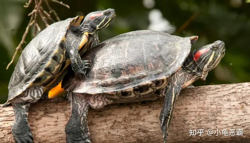 母龟交配的秘密! - 知乎