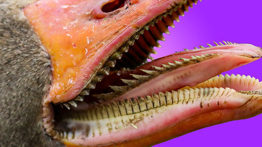 鹅有牙齿吗,战斗力如何?