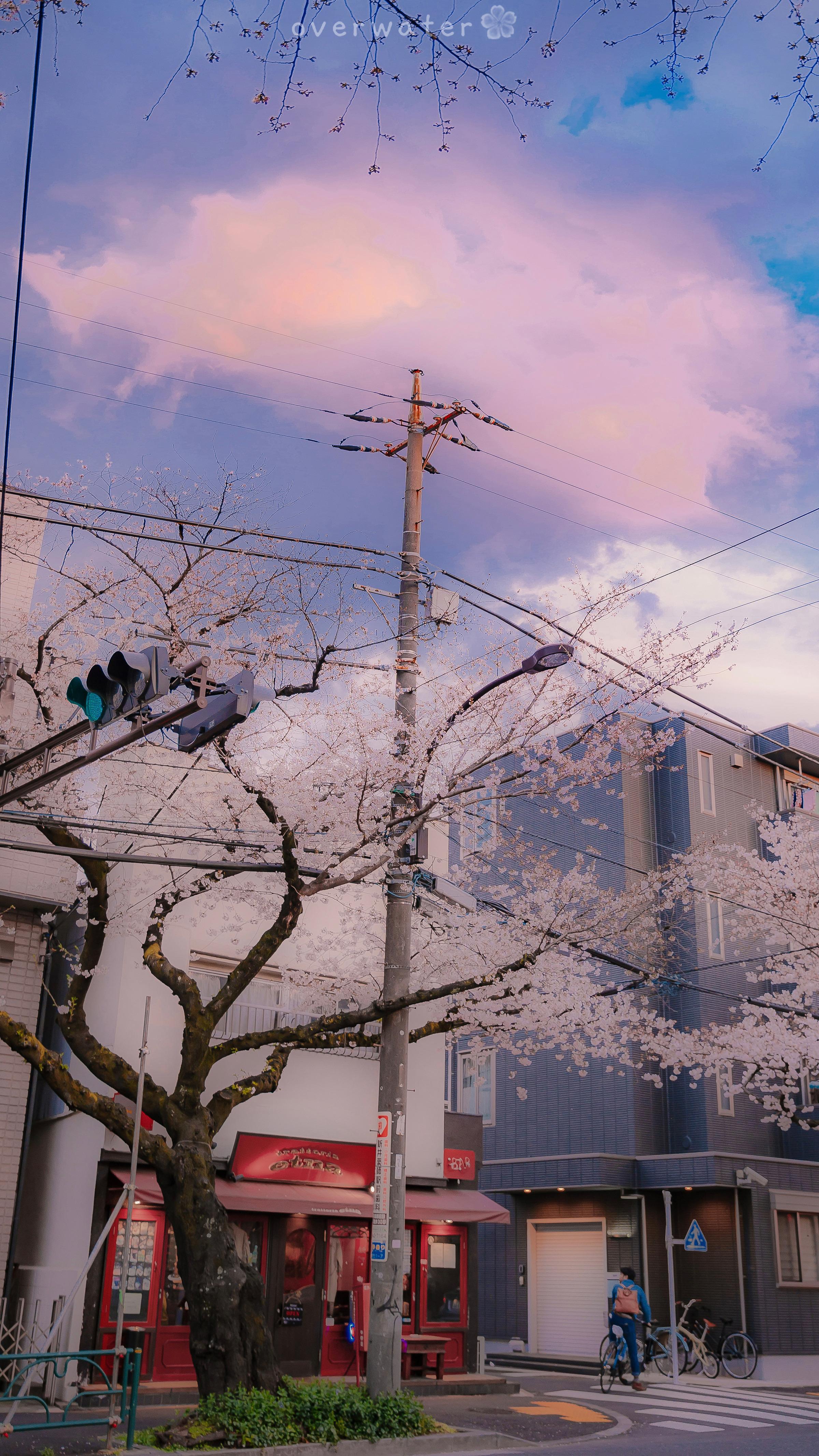 有没有高清微信背景图粉色日系樱花类的