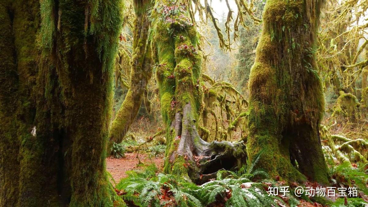 亚马逊雨林被称为动物天堂，实则是人类禁区，为什么如此恐怖？ - 知乎