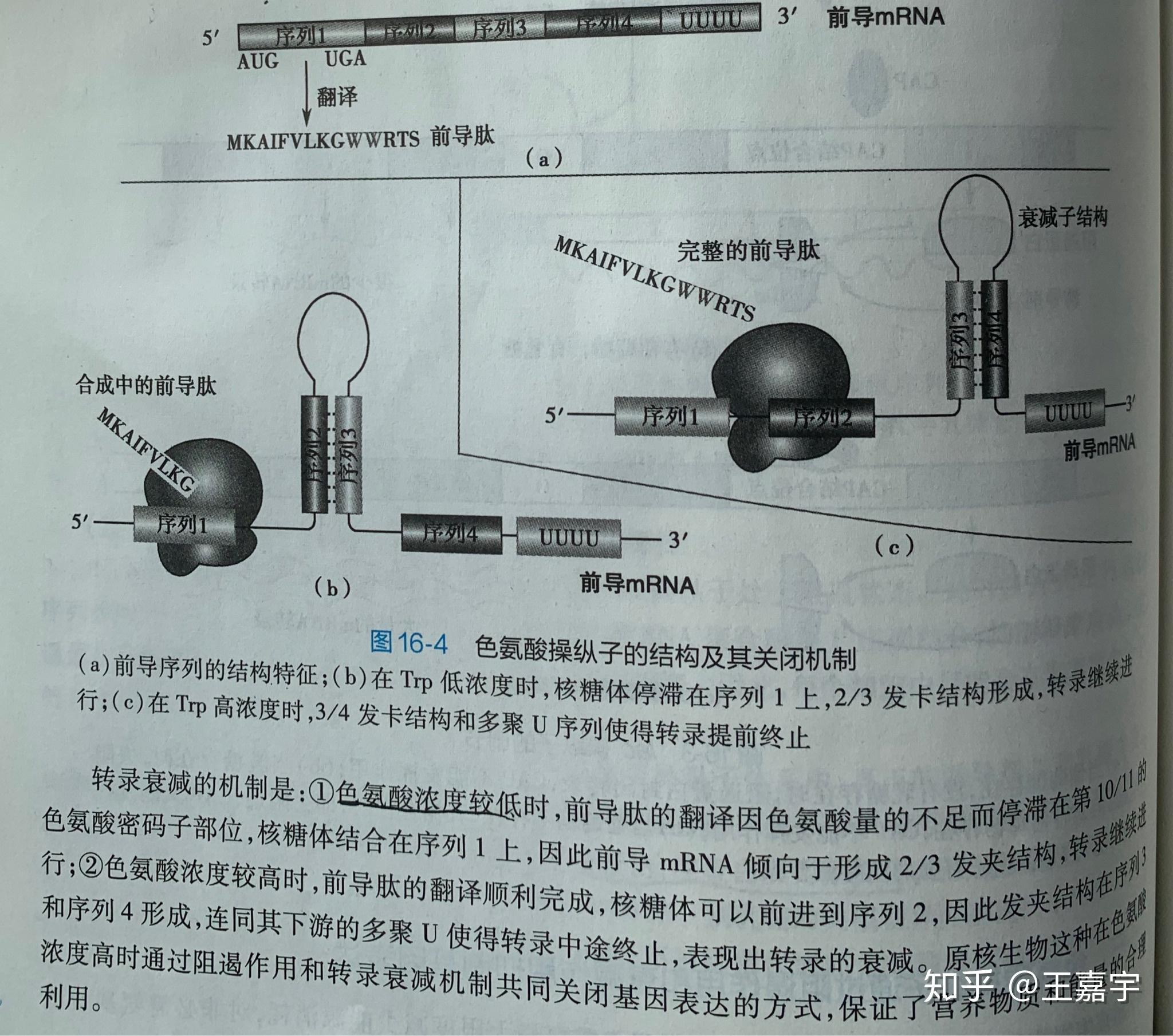 色氨酸残基图片