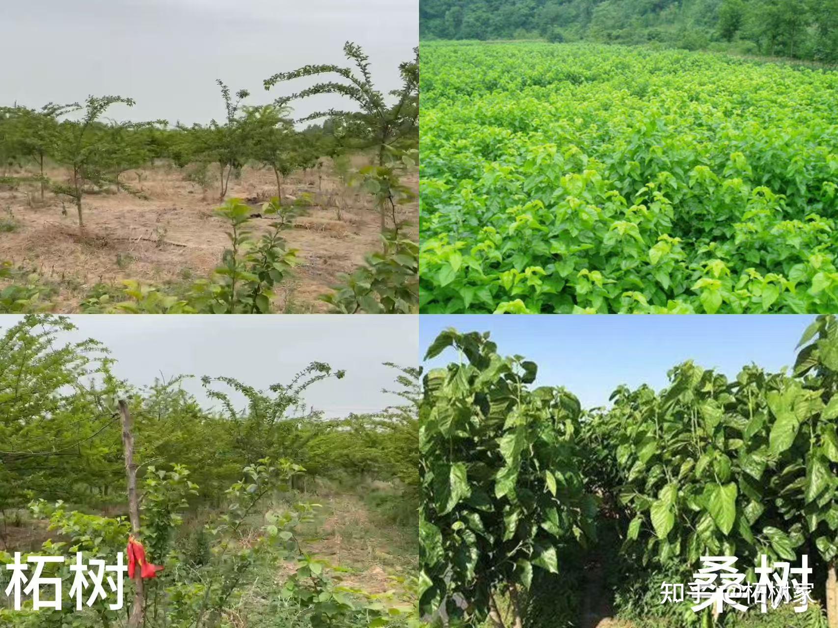 柘树 vs 桑树:同属桑科,为何一个是 “黄金树”,一个是 “平民树”? - 知乎