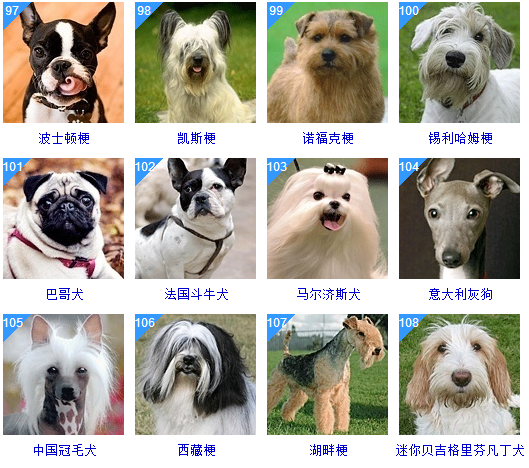 178种狗狗品种大全,原来按体型智商都是这么分! - 知乎