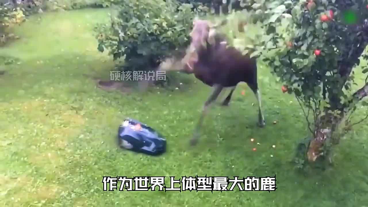 驼鹿花纹的秘密文/若风尘在遥远寒冷的西伯利亚针叶阔叶混交林中