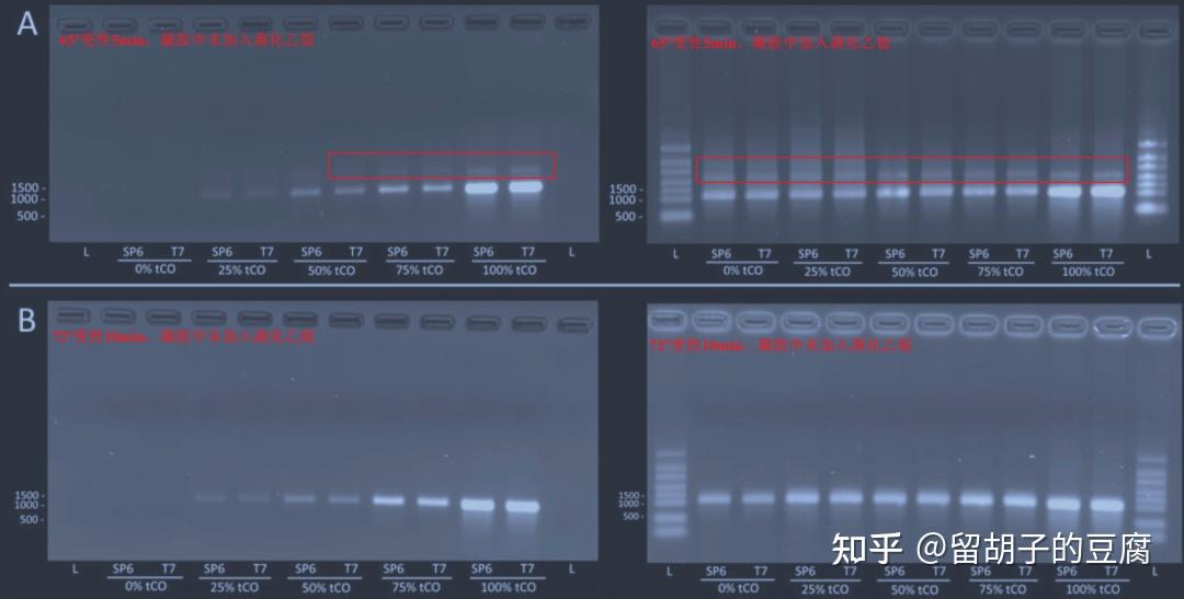 荧光碱基类似物标记RNA，实现从递送到翻译的全局活细胞成像。 - 知乎