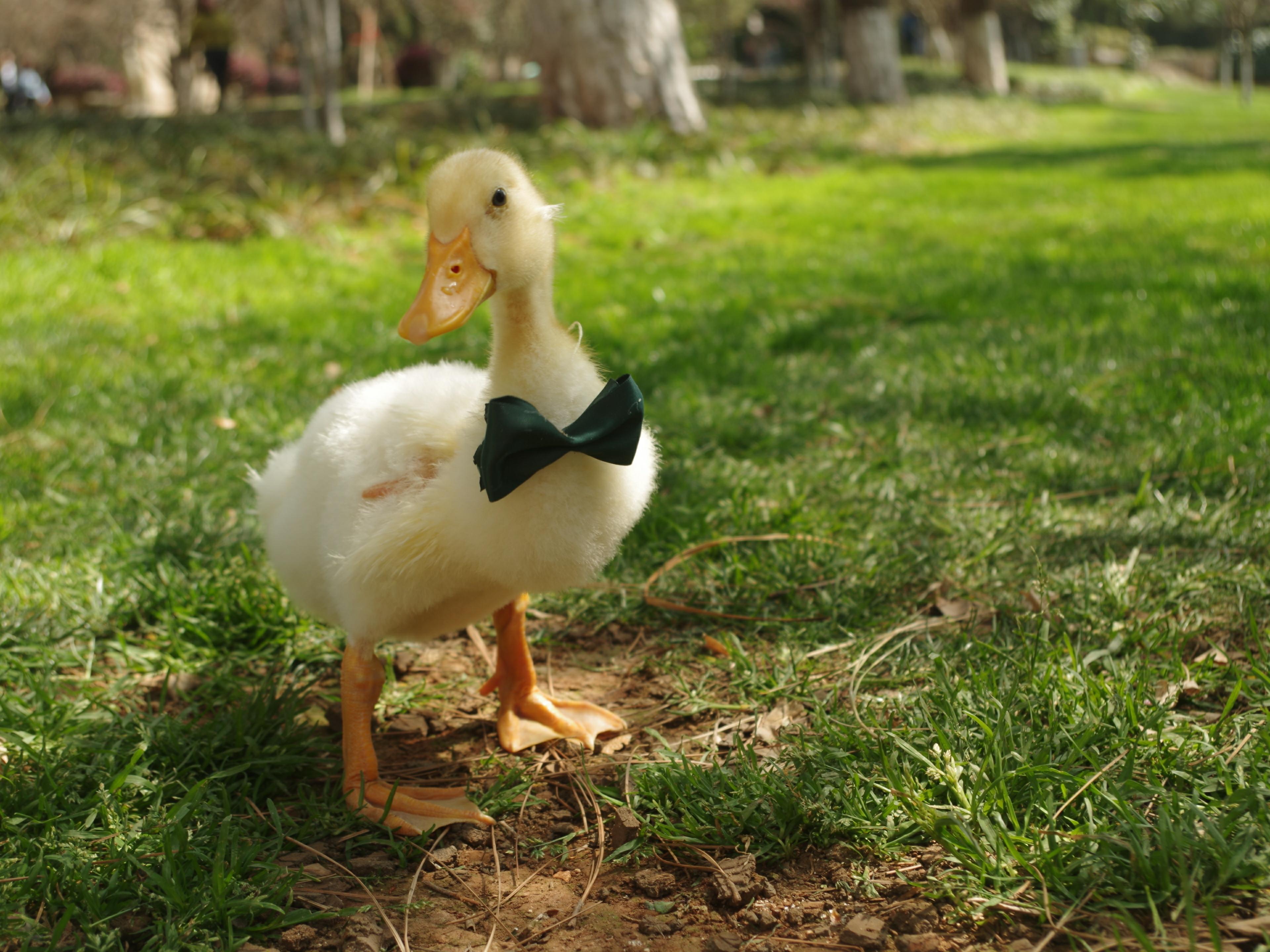 养宠物鹅是种怎样的体验?