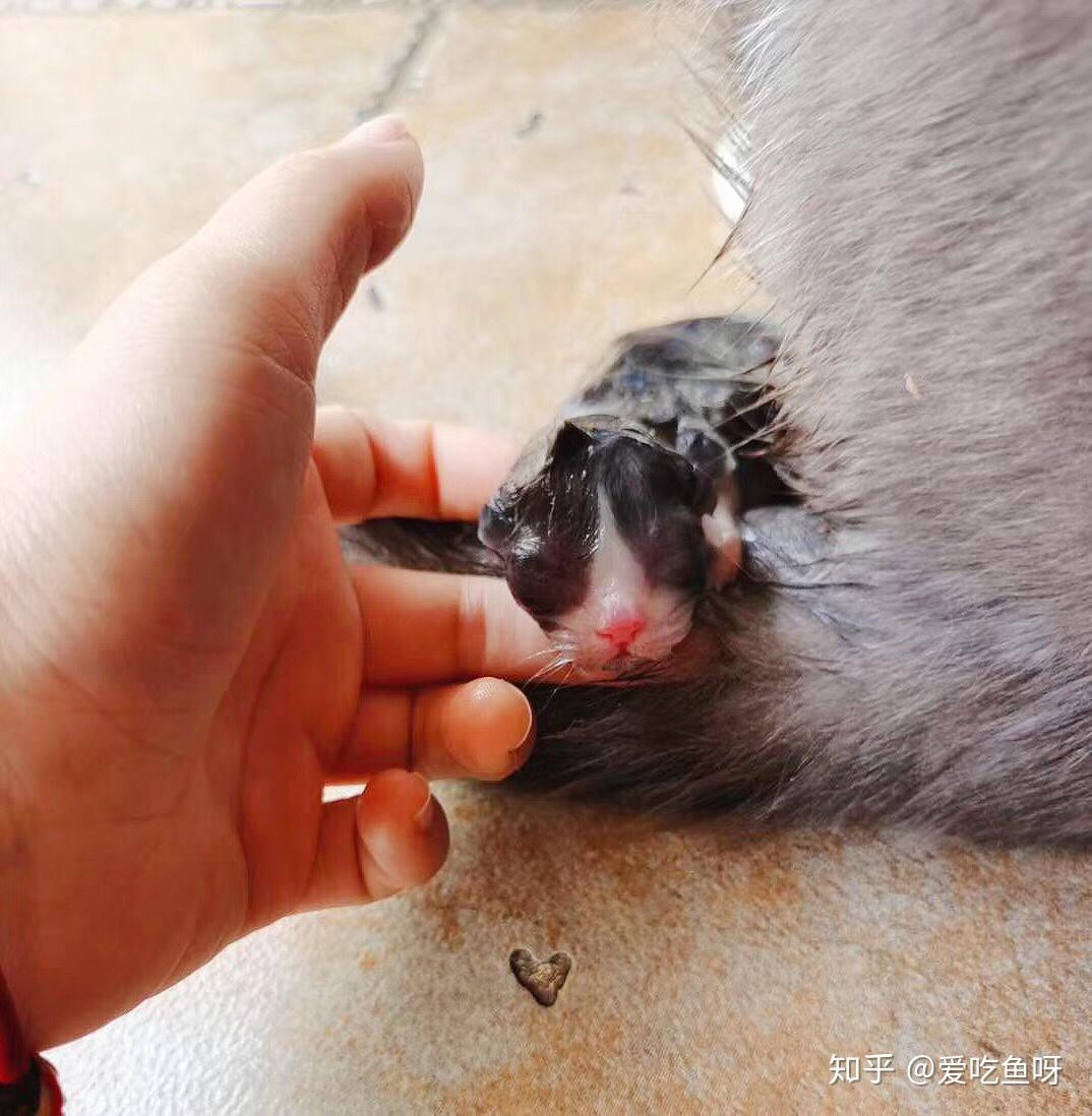 猫养多久才能下蛋