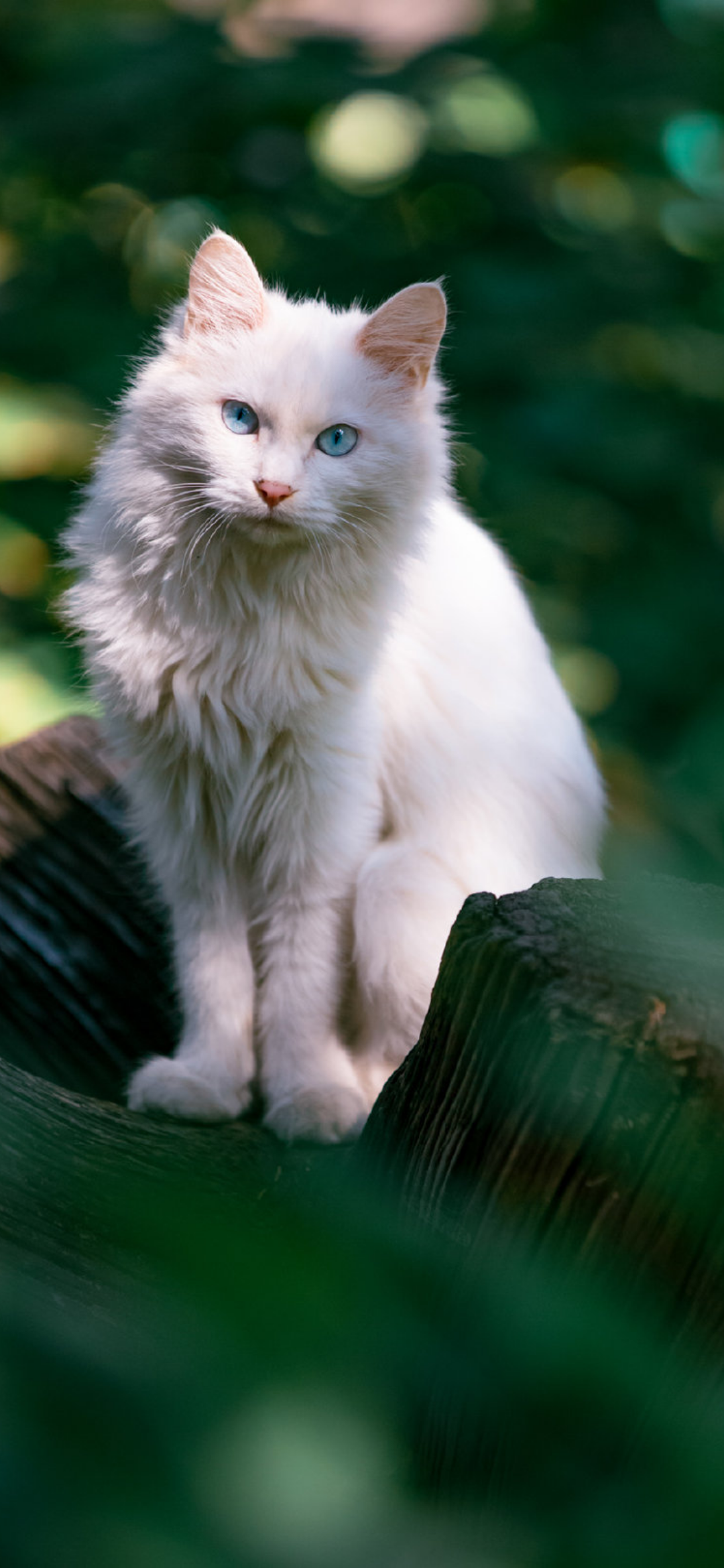 有什么好看的全面屏手机猫系壁纸?