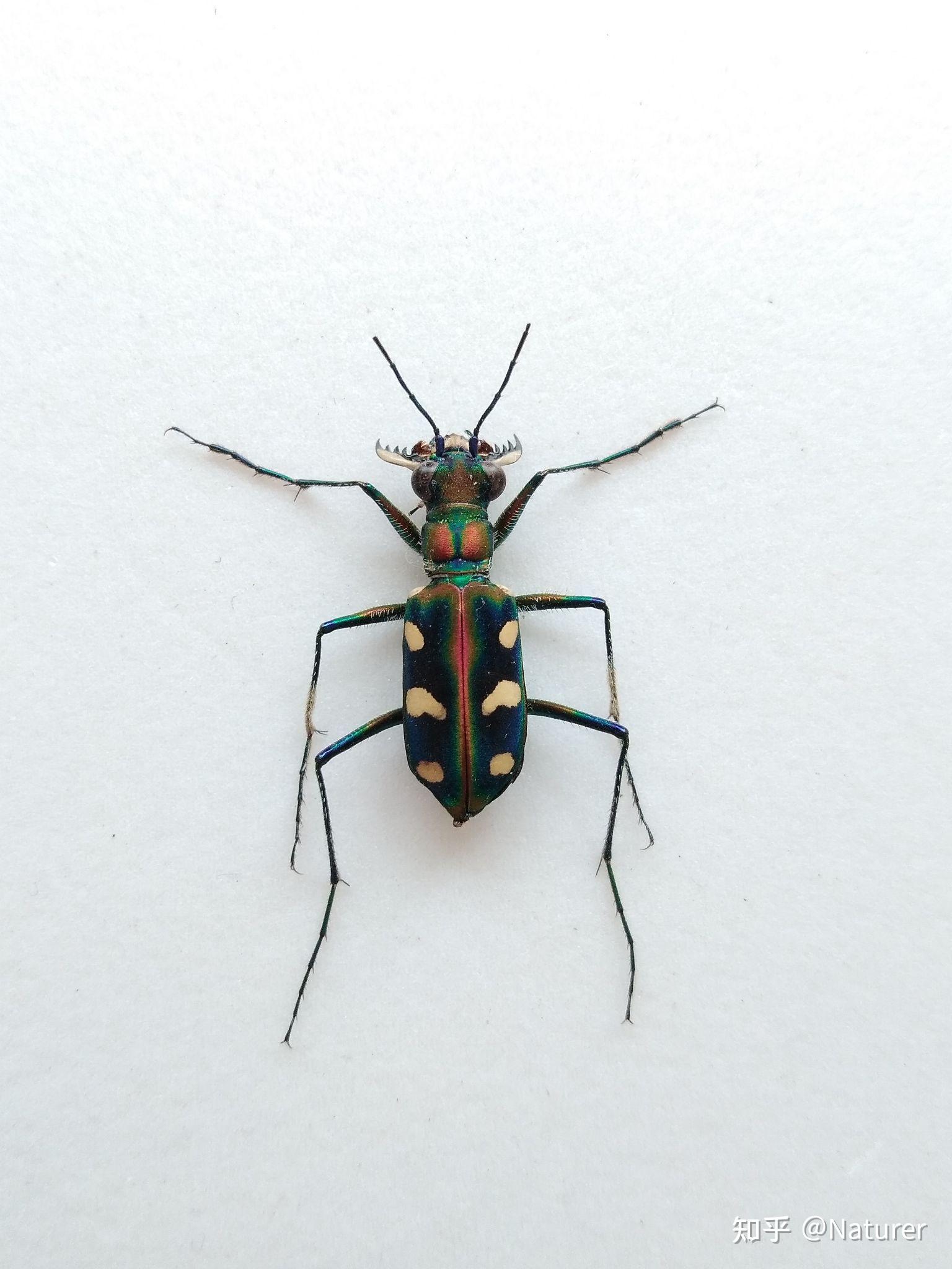 有人分享一下身边的鞘翅目昆虫么