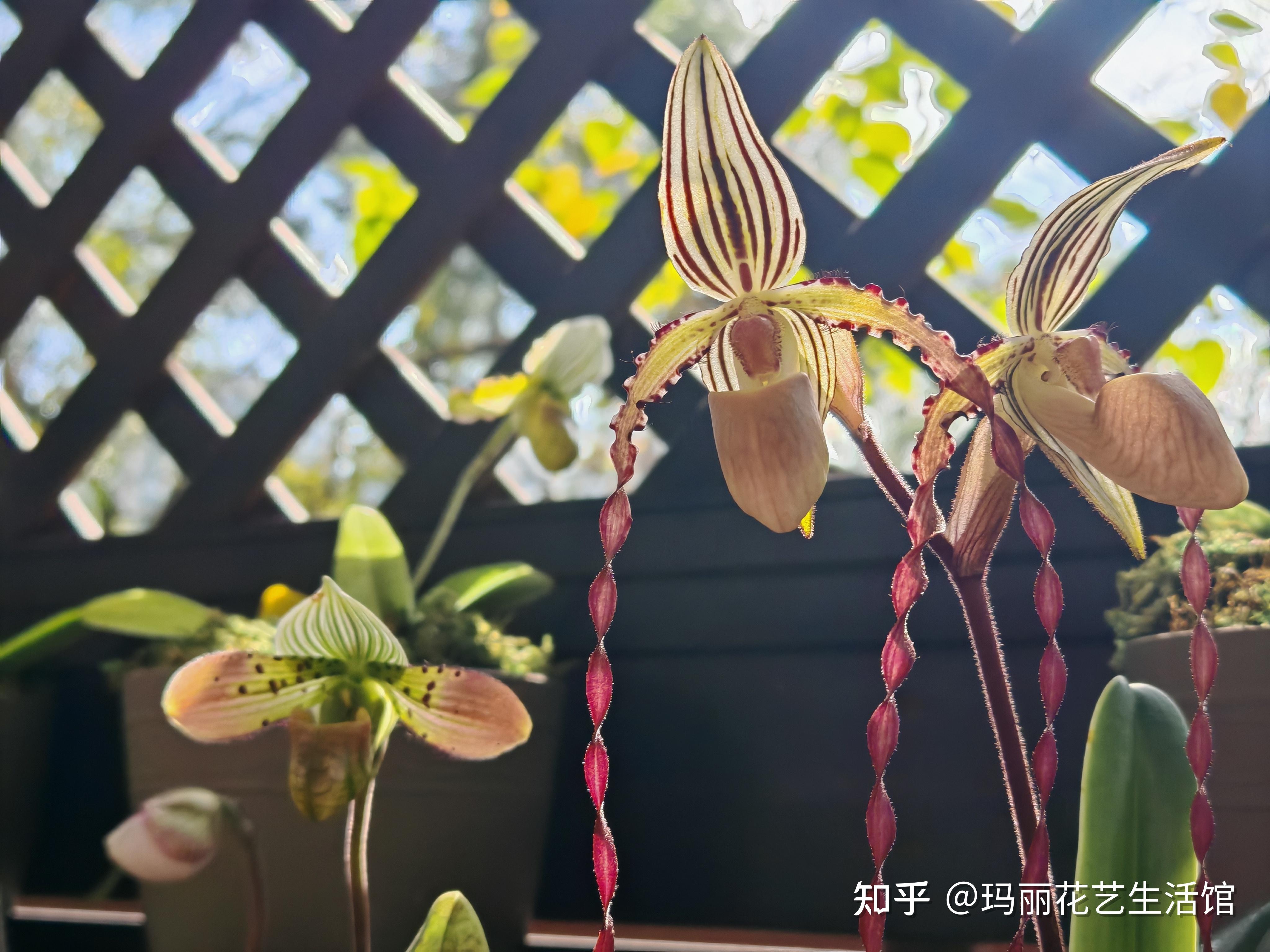 10种常见的兜兰品种,外形奇特,可可爱爱 - 知乎