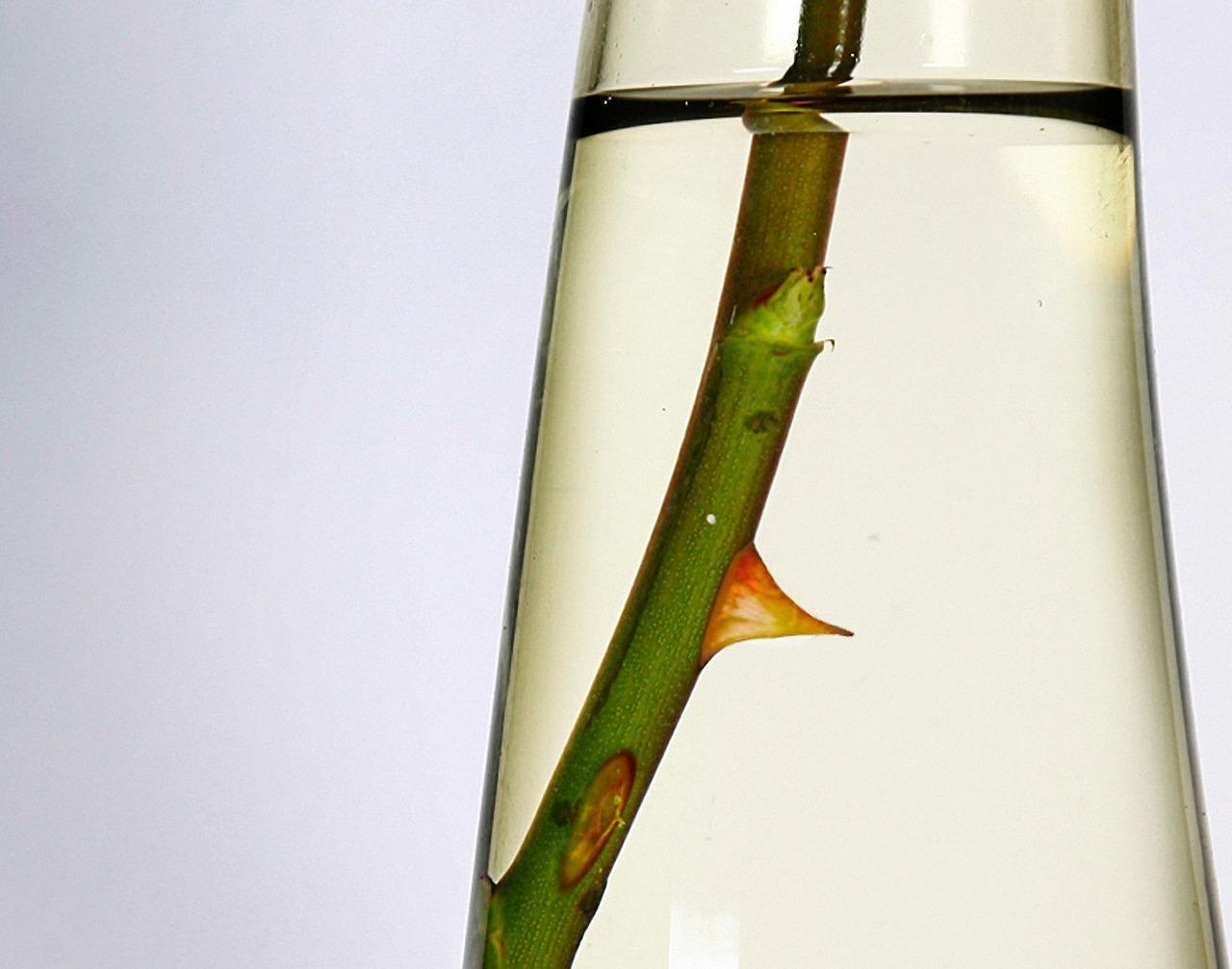 景观园林美不胜收