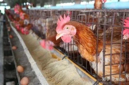 农民散养的鸡和养殖场规模化养殖的鸡有什么区别? - 知乎