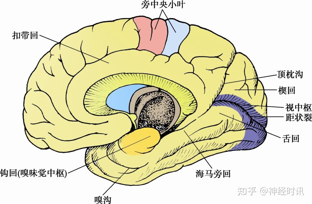 大脑半球的解剖生理及病损的定位诊断 — 临床必备 - 知乎