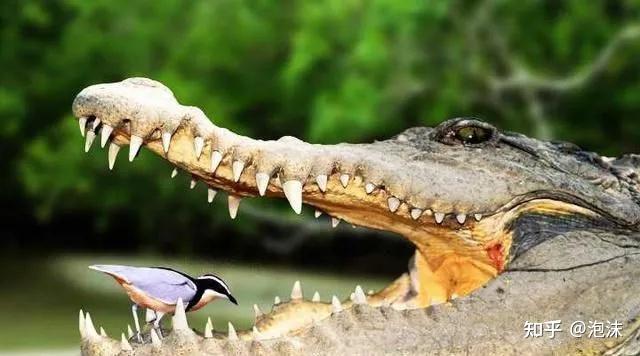 比如蚂蚁听得懂瓢虫的话吗?猴子懂鸟语吗? - 知乎