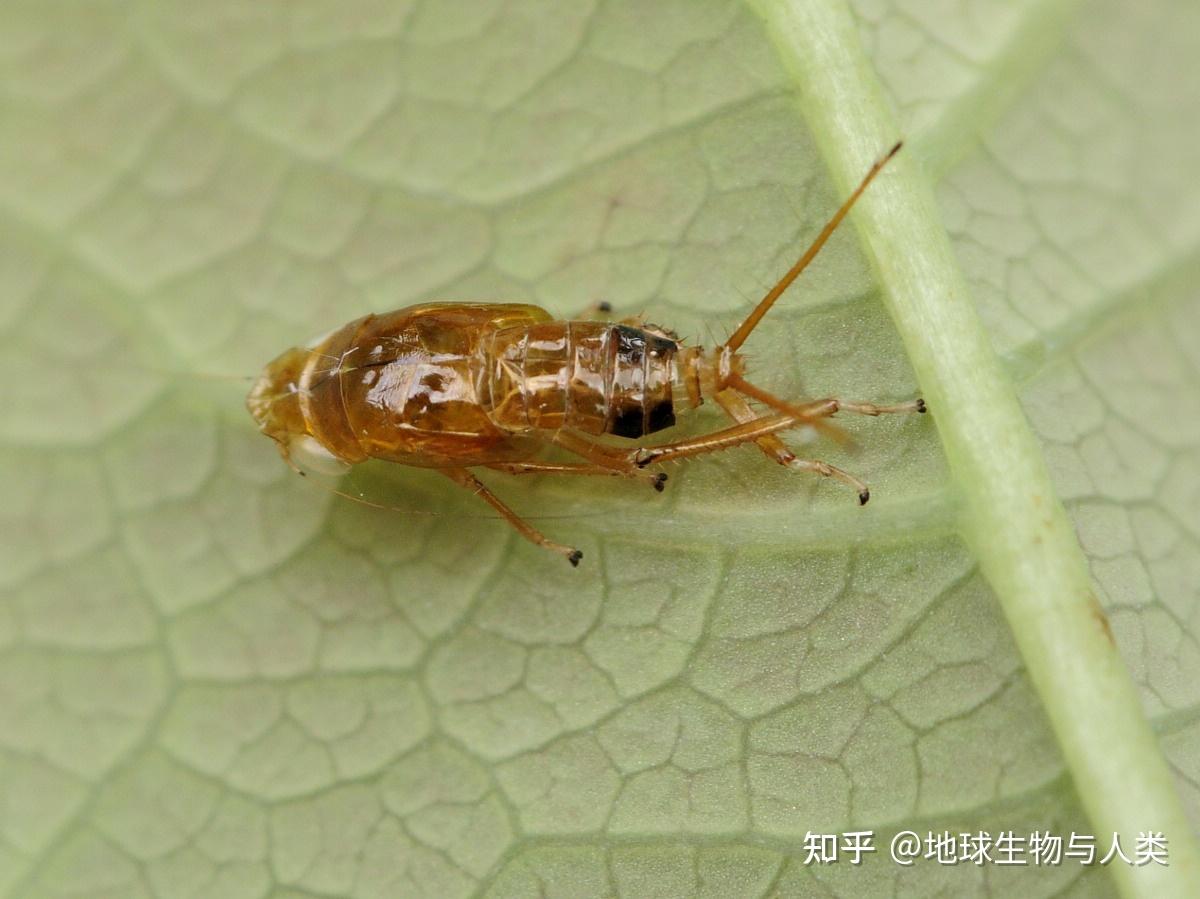【动物界全系列】稻虱科—凹距飞虱族(二):簇角飞虱 - 知乎