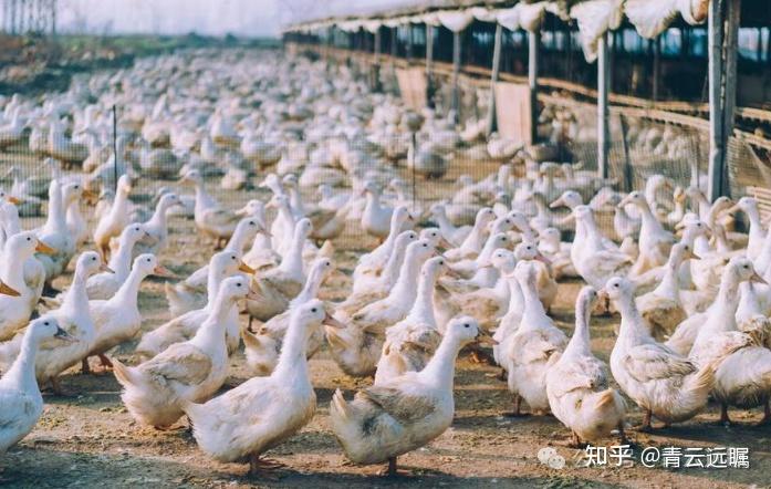 A股：养殖业重仓持有！未来或将翻10倍的8大潜力股（名单） - 知乎
