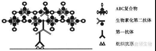 实验TIPS：免疫组织化学染色 - 知乎