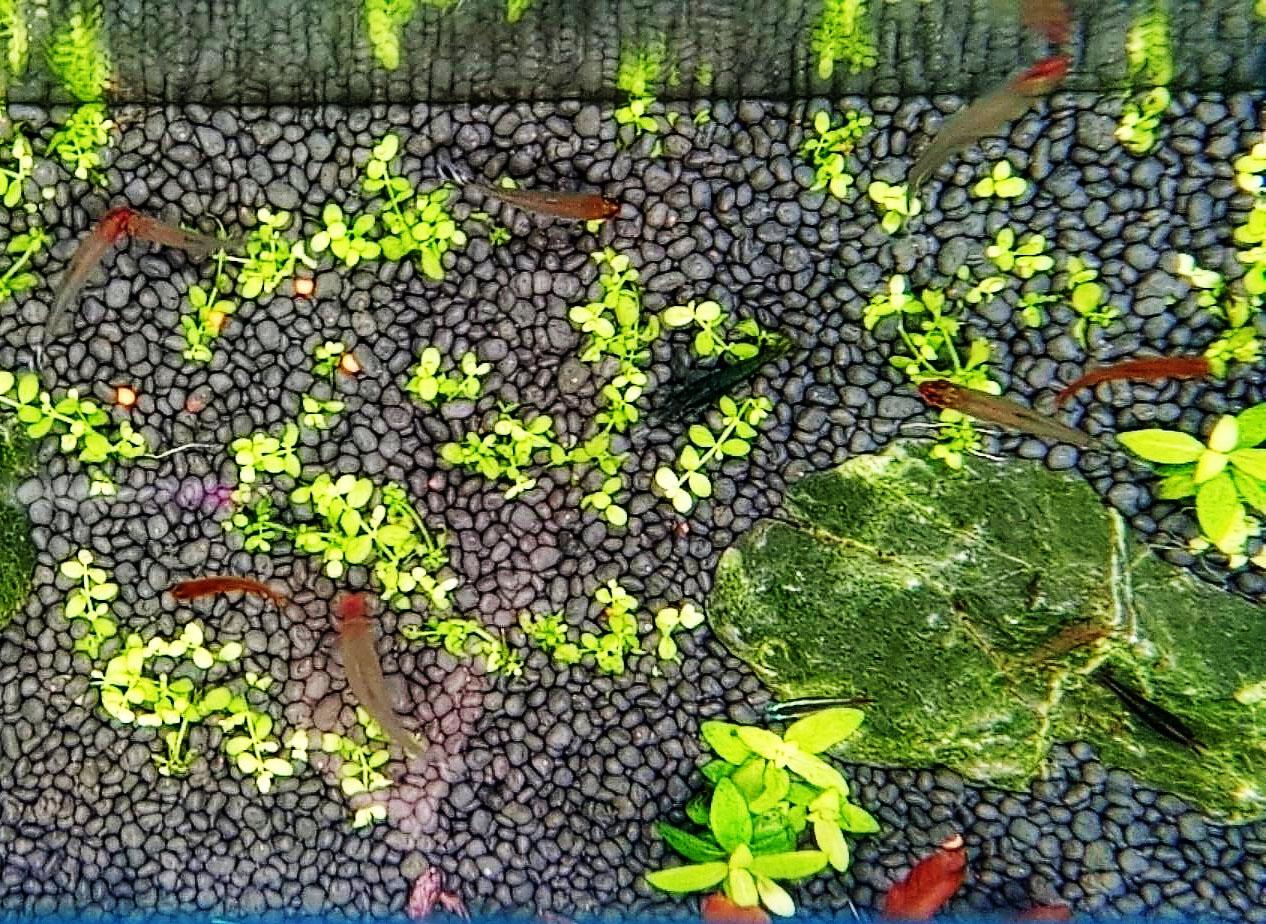 撞脸水草泥 陶粒针对性更强 这一点比多数底砂强 知乎 撞脸水草泥 陶粒针对性更强 这一点比多数底砂强 知乎