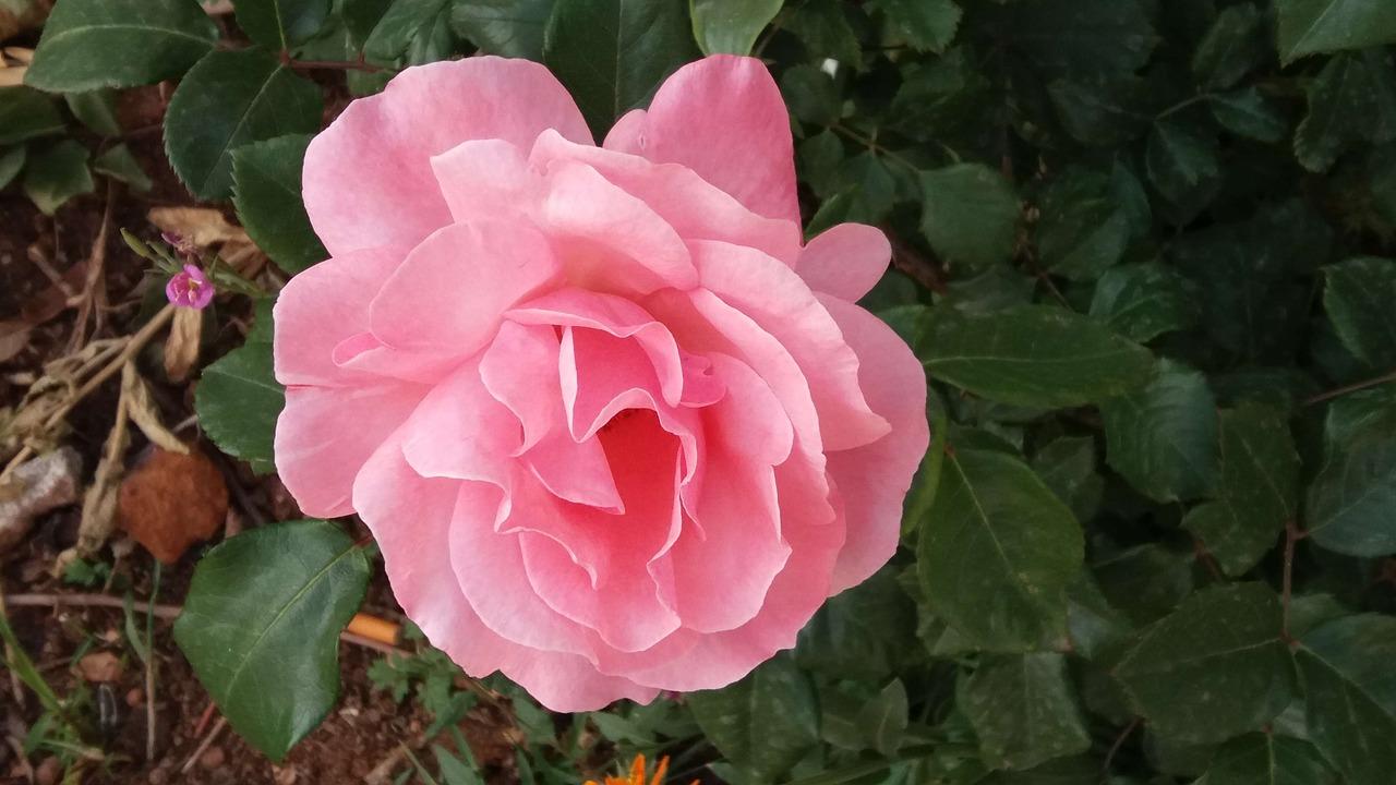 4. 扦插方法步骤