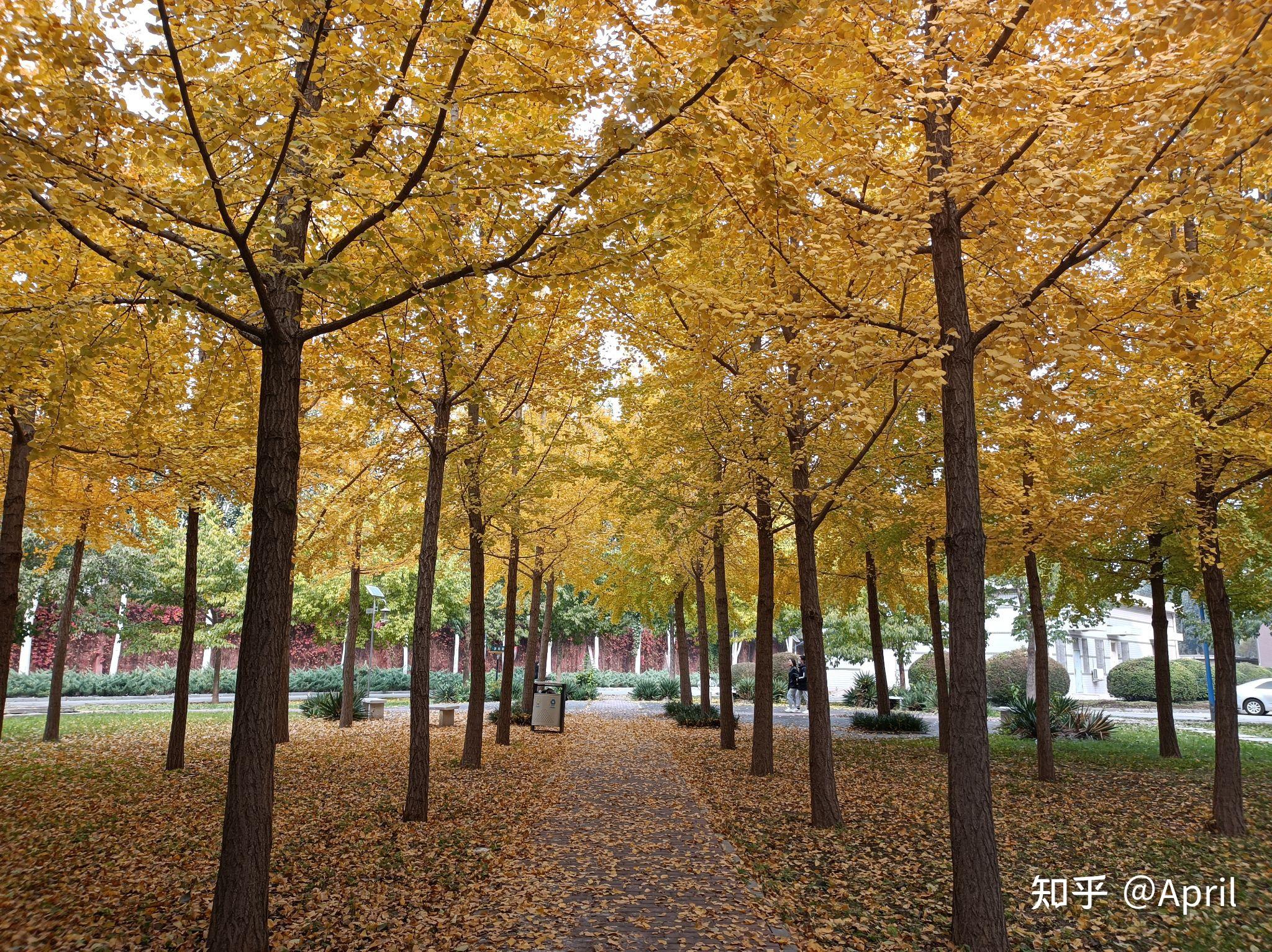 在河北農業大學(保定校區)就讀是怎樣一種體驗? - 知乎