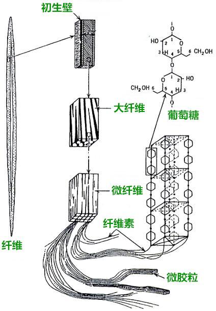 木质纤维素结构示意图图片